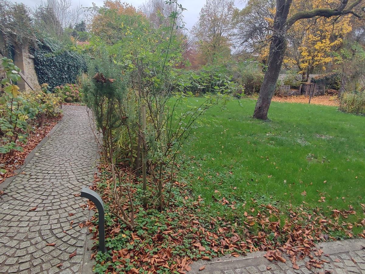 L’allée pavée du jardin sous un grand arbre, jonchée de feuilles mortes.