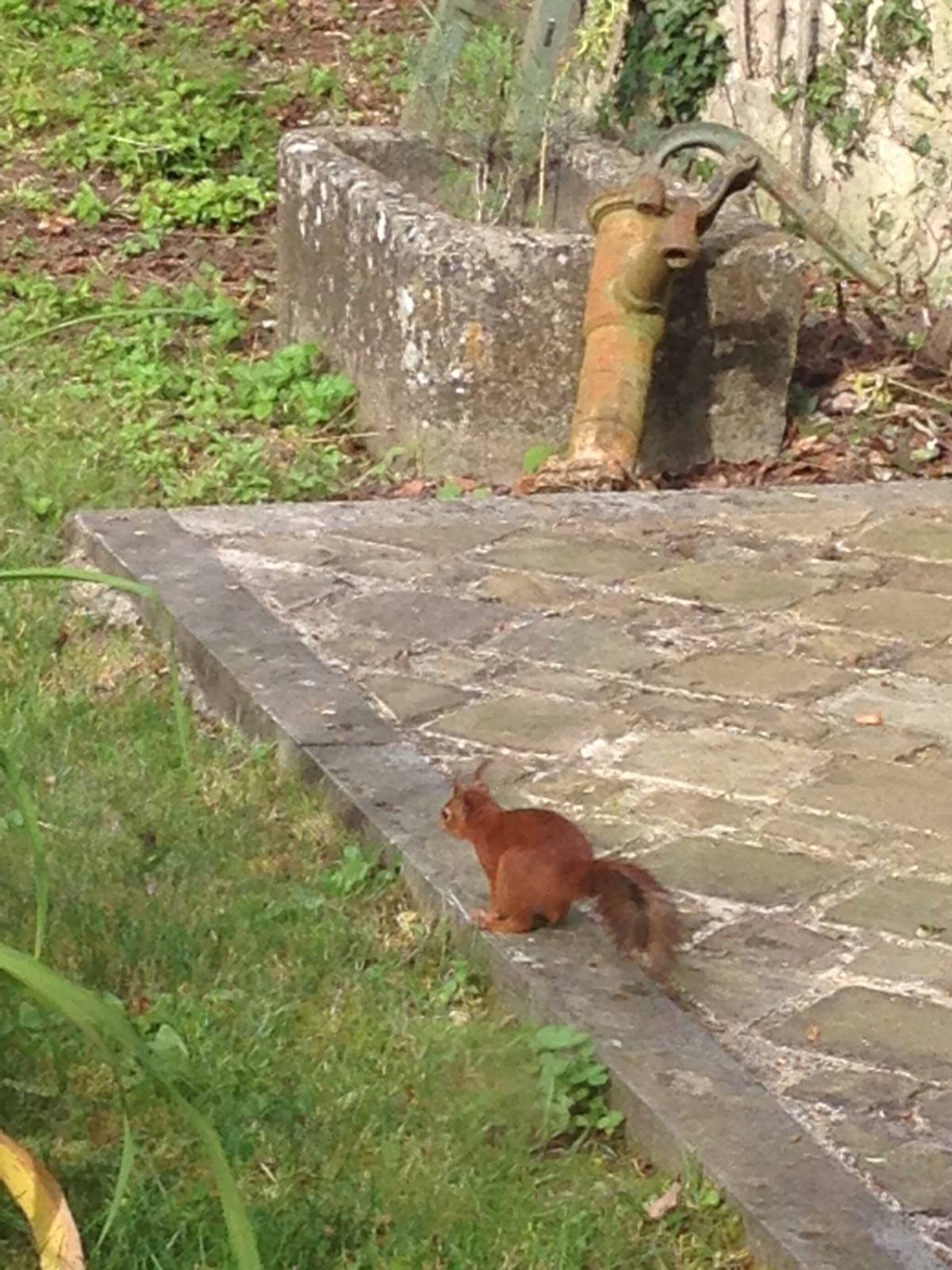 Un écureuil roux sur la terrasse en pierre du jardin, à côté d’une pompe à eau en fonte.