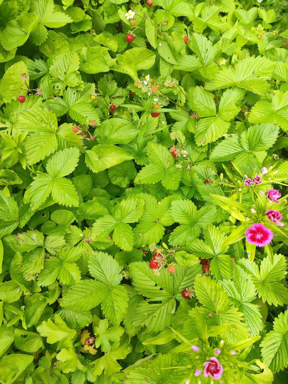Des fraises des bois mûres au milieu de leur feuillage, au pied d’un massif.