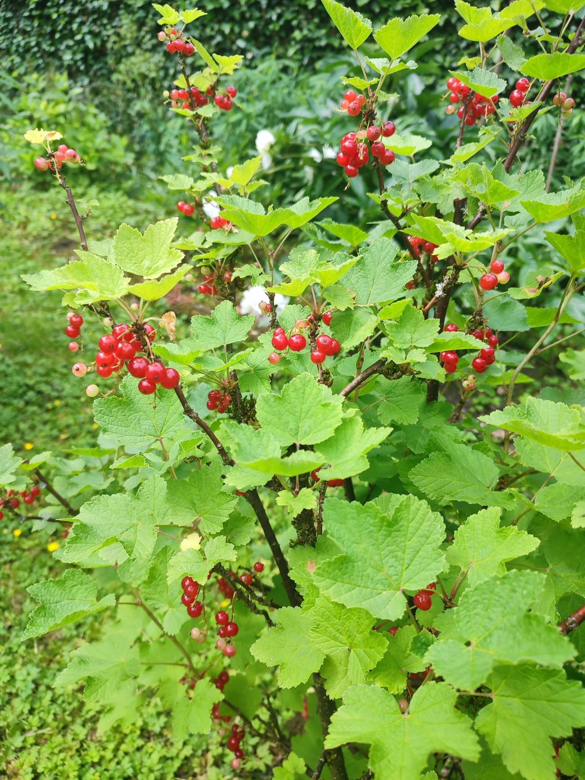 Une grappe de groseilles rouges mûres sur son buisson, dans le jardin.