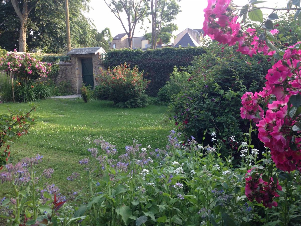 Le jardin en juin : pelouse, massifs de bourrache et rosier rose grimpant devant le mur de pierre.